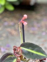 Zdjęcie rośliny Begonia listada, ujęcie 2