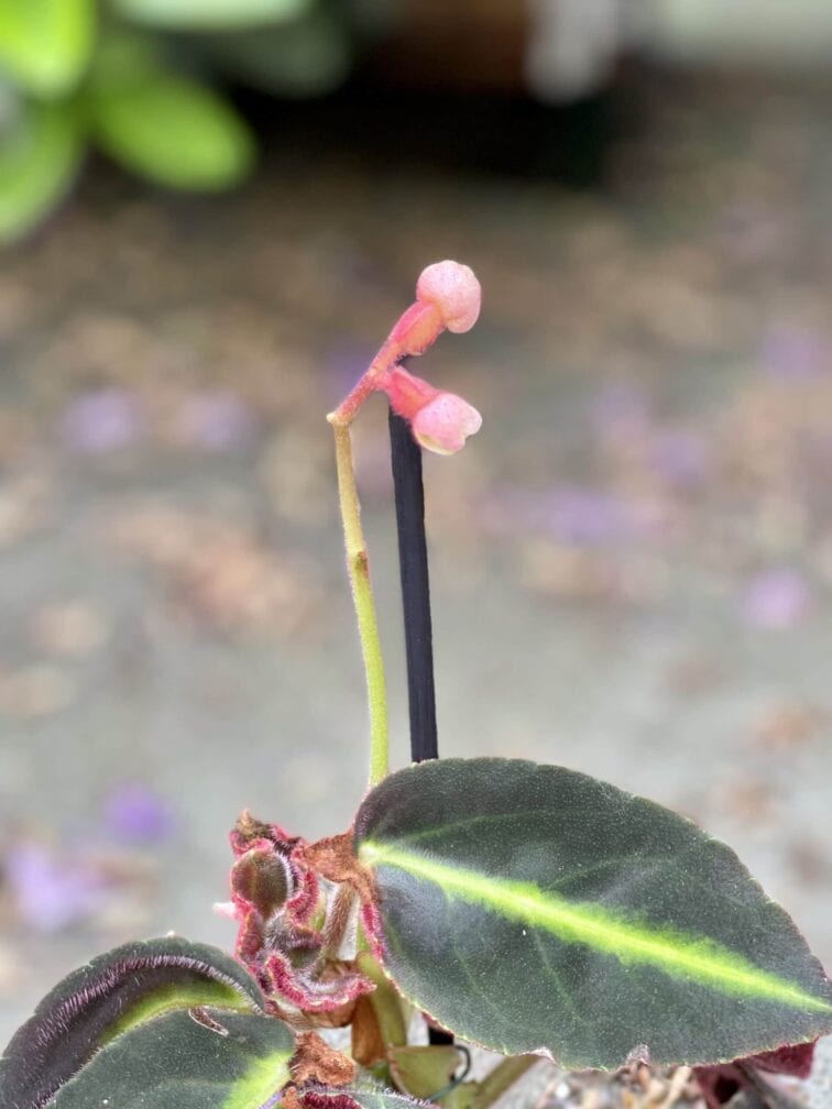 Zdjęcie rośliny Begonia listada, ujęcie 2