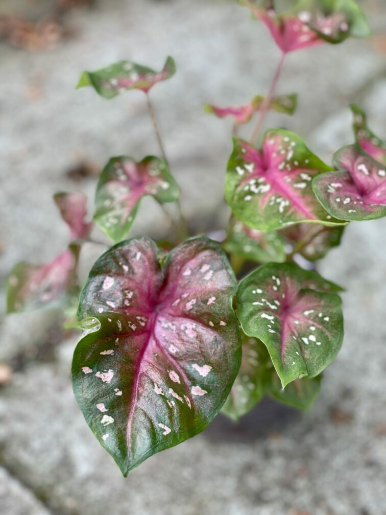 Zdjęcie rośliny Caladium Fast Flash, ujęcie 1