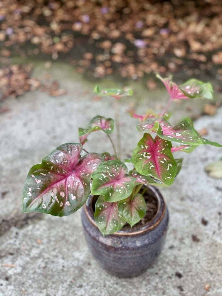 Zdjęcie rośliny Caladium Fast Flash, ujęcie 2