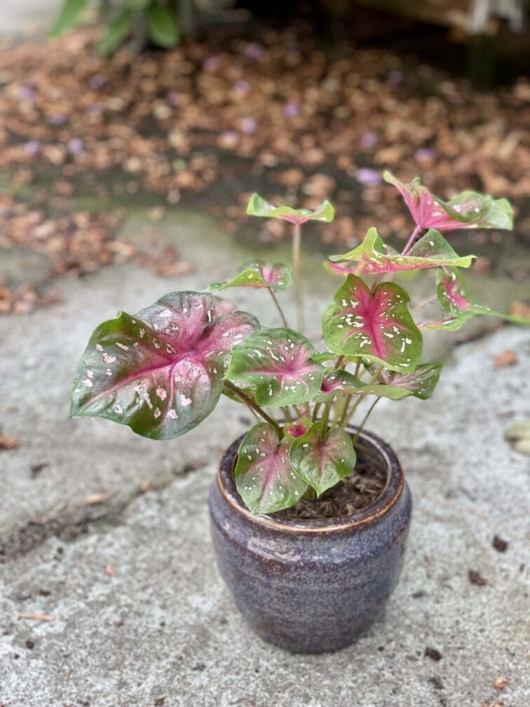 Zdjęcie rośliny Caladium Fast Flash, ujęcie 3