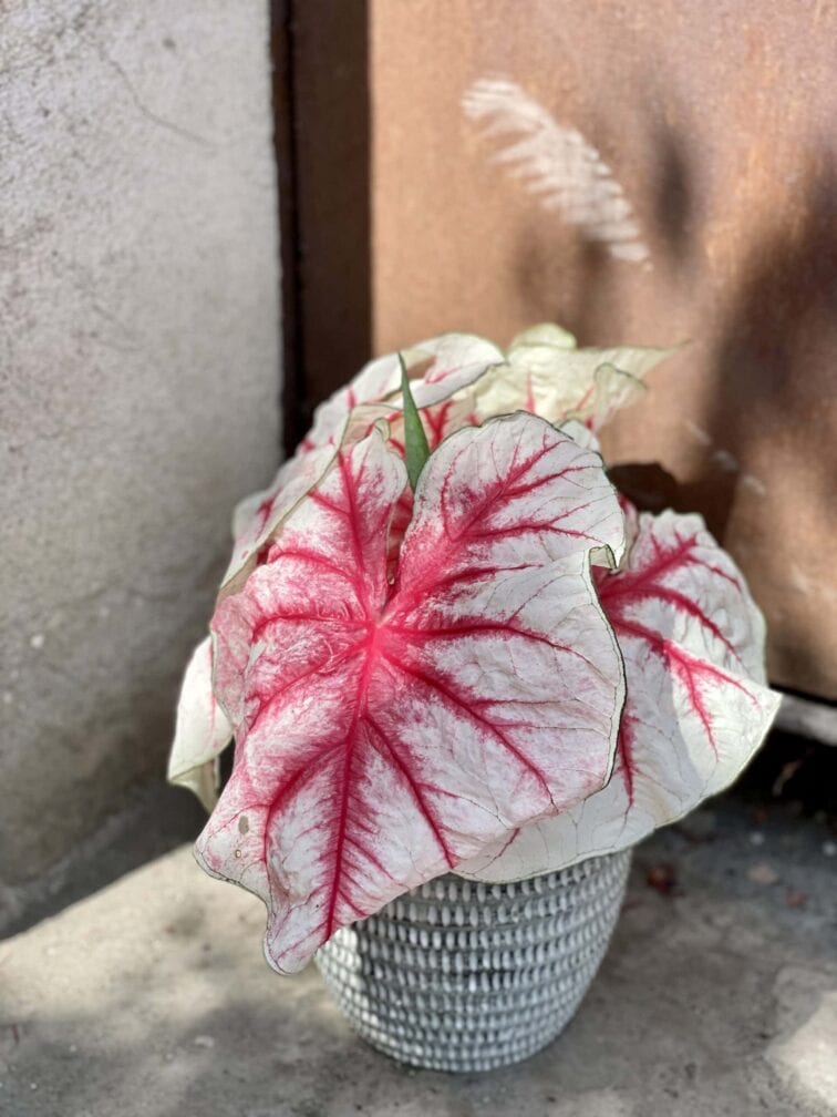 Zdjęcie rośliny Caladium Fiesta, ujęcie 1