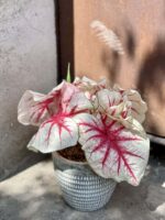 Zdjęcie rośliny Caladium Fiesta, ujęcie 2