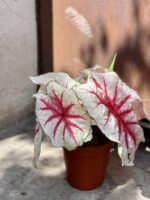 Zdjęcie rośliny Caladium Fiesta, ujęcie 3