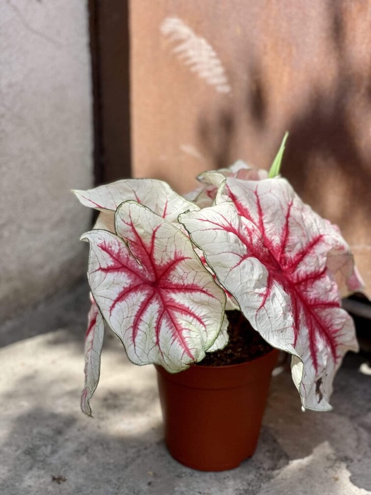 Zdjęcie rośliny Caladium Fiesta, ujęcie 3