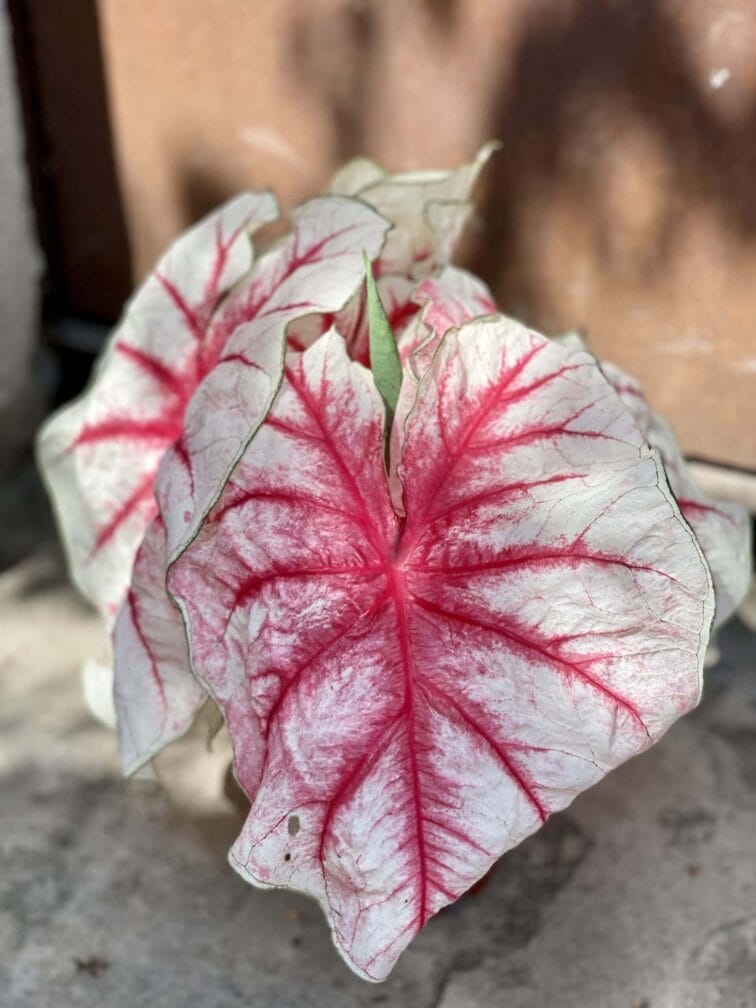 Zdjęcie rośliny Caladium Fiesta, ujęcie 4