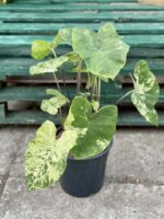 Zdjęcie rośliny Caladium Frog in a blender, ujęcie 1