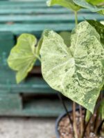 Zdjęcie rośliny Caladium Frog in a blender, ujęcie 2
