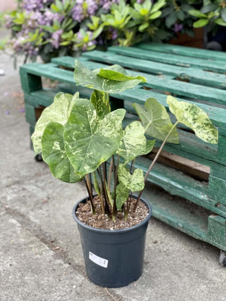 Zdjęcie rośliny Caladium Frog in a blender, ujęcie 3