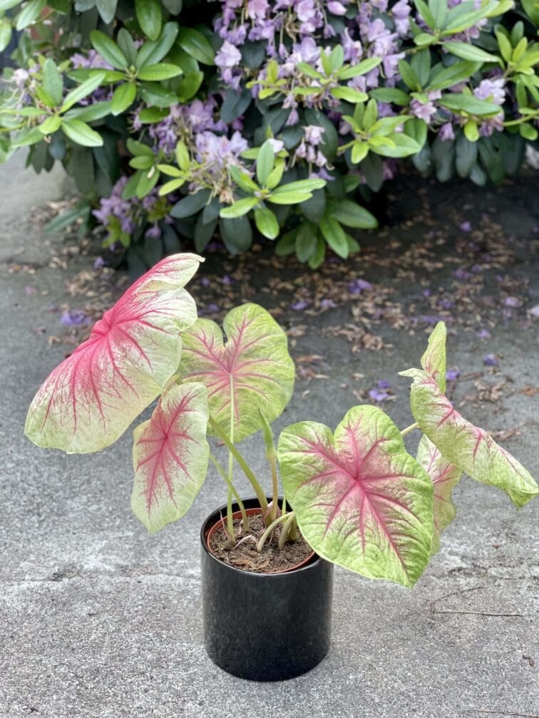 Zdjęcie rośliny Caladium Mint Julep, ujęcie 1