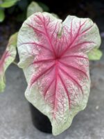 Zdjęcie rośliny Caladium Mint Julep, ujęcie 2