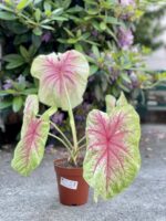 Zdjęcie rośliny Caladium Mint Julep, ujęcie 3