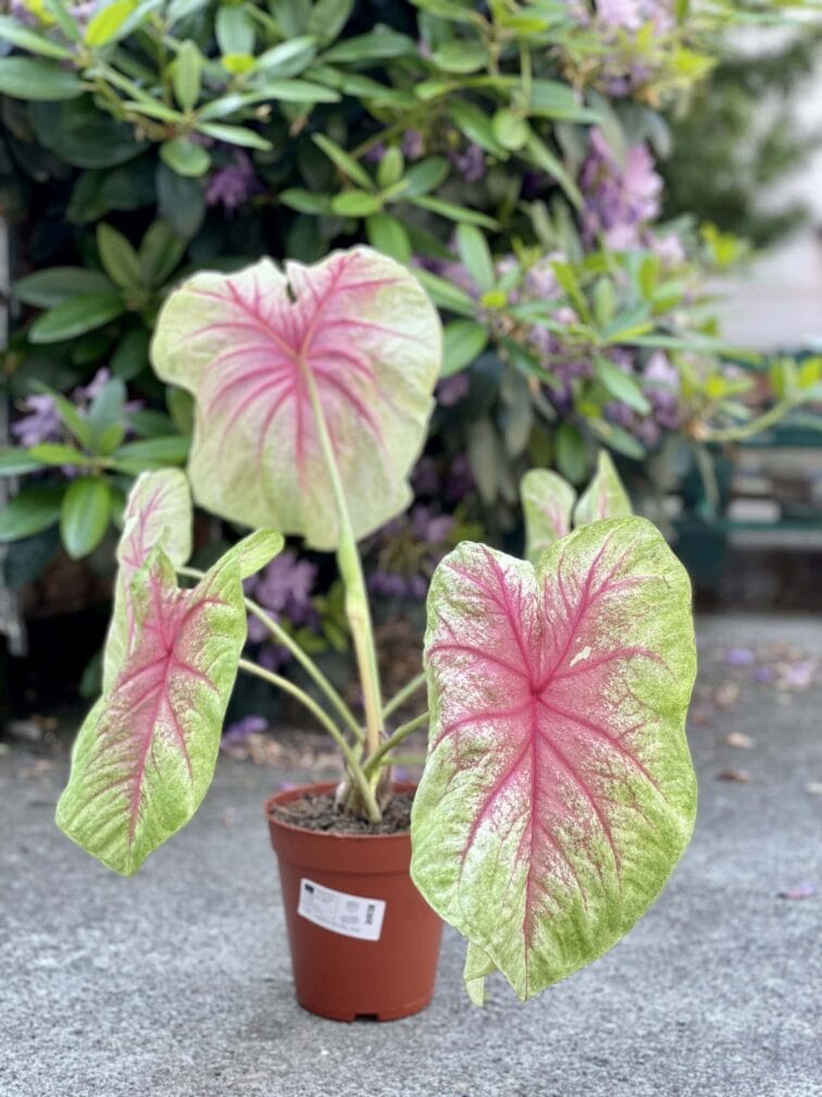 Zdjęcie rośliny Caladium Mint Julep, ujęcie 3