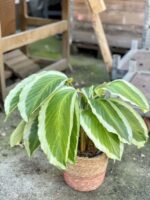 Zdjęcie rośliny Calathea Bicajoux Gecko, ujęcie 1
