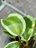 Zdjęcie rośliny Calathea Bicajoux Gecko, ujęcie 2