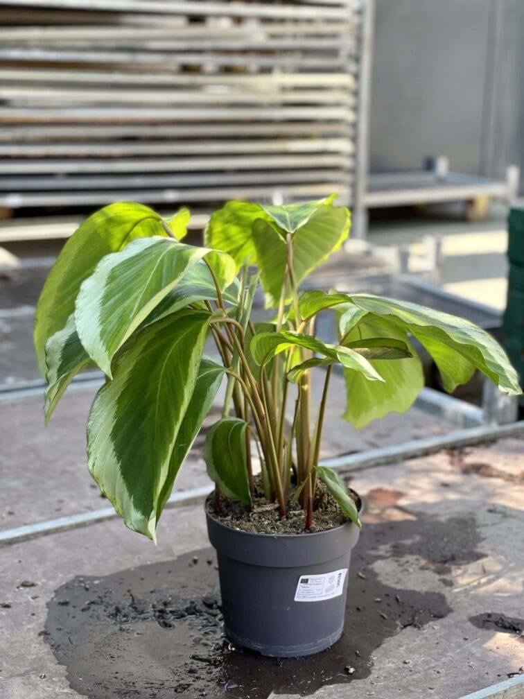Zdjęcie rośliny Calathea Bicajoux Gecko, ujęcie 3