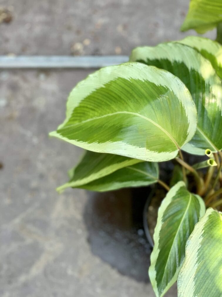 Zdjęcie rośliny Calathea Bicajoux Gecko, ujęcie 4