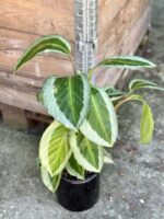 Zdjęcie rośliny Calathea Bicajoux Gecko, ujęcie 1