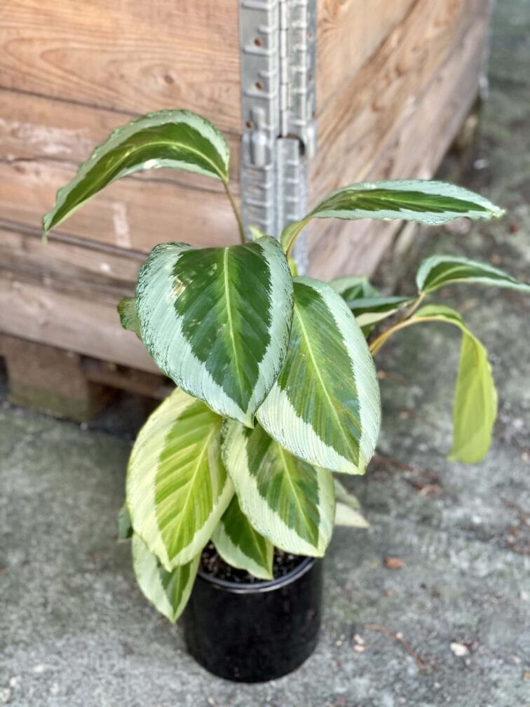 Zdjęcie rośliny Calathea Bicajoux Gecko, ujęcie 1