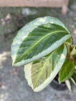 Zdjęcie rośliny Calathea Bicajoux Gecko, ujęcie 2