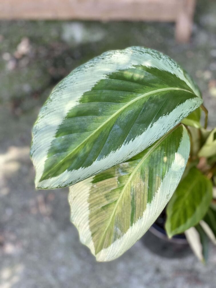 Zdjęcie rośliny Calathea Bicajoux Gecko, ujęcie 2