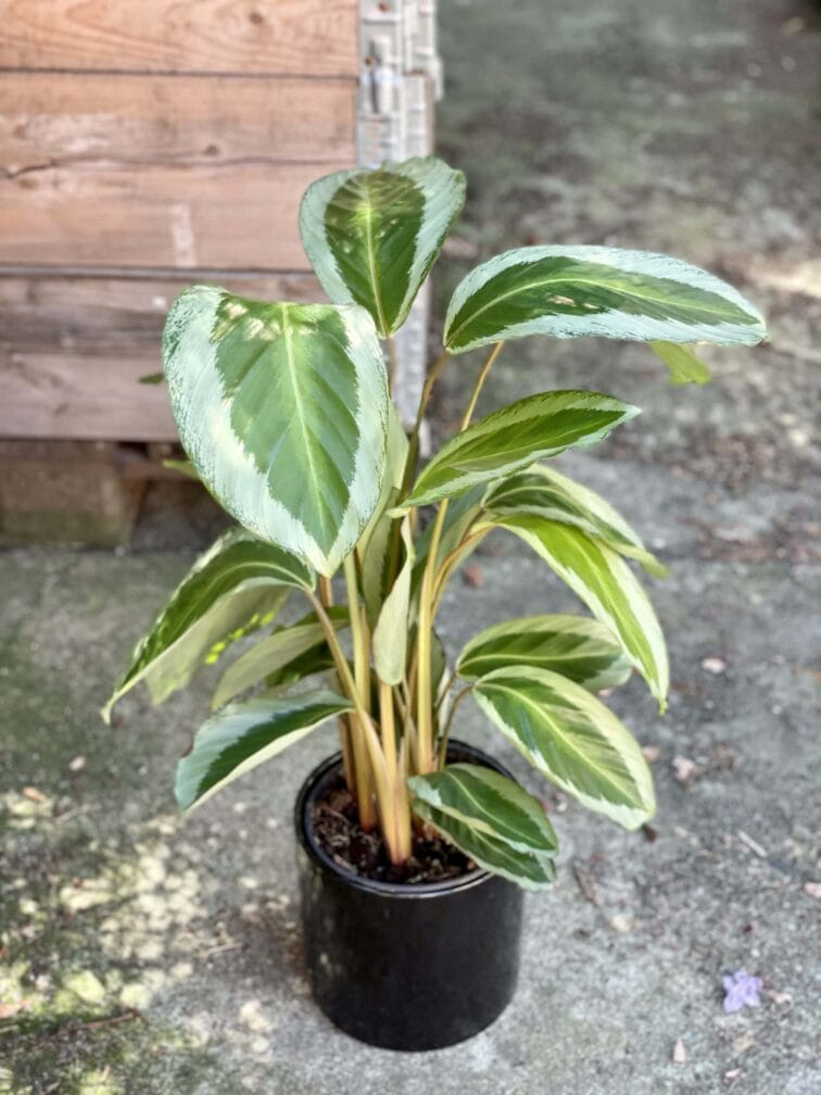 Zdjęcie rośliny Calathea Bicajoux Gecko, ujęcie 3