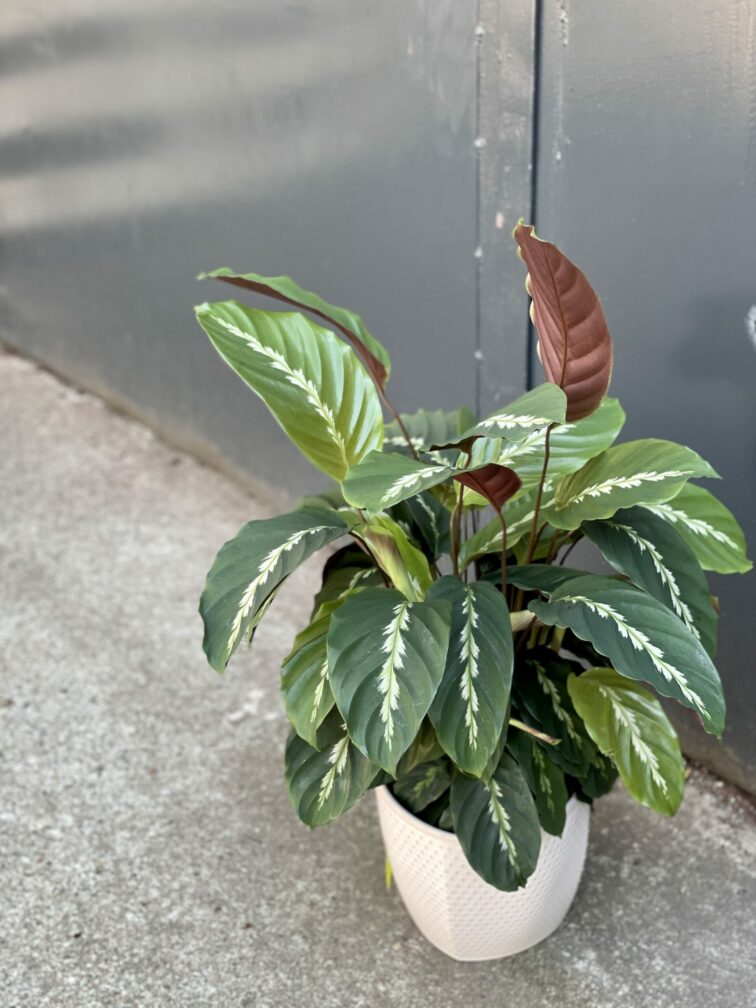 calathea-maui-queen_17x55-1_1622884450.jpg Zdjęcie rośliny Calathea Maui Queen, ujęcie 1