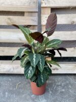 Zdjęcie rośliny Calathea Maui Queen, ujęcie 3