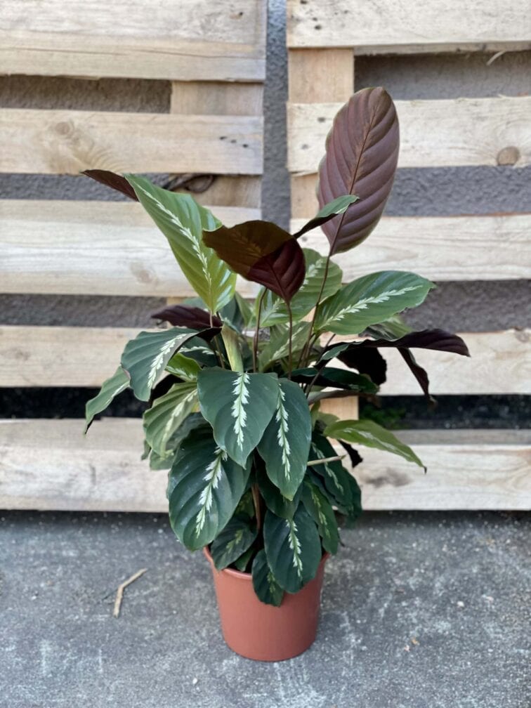 Zdjęcie rośliny Calathea Maui Queen, ujęcie 3