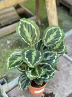 Zdjęcie rośliny Calathea Medalion, ujęcie 1