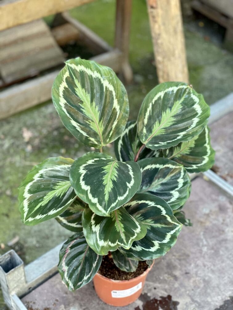 Zdjęcie rośliny Calathea Medalion, ujęcie 1