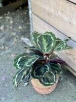 Zdjęcie rośliny Calathea Medalion, ujęcie 2