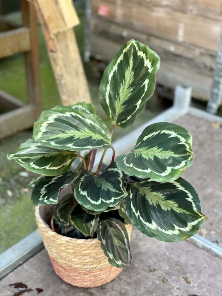Zdjęcie rośliny Calathea Medalion, ujęcie 3