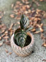 Zdjęcie rośliny Calathea Sanderiana, ujęcie 1