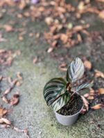 Zdjęcie rośliny Calathea Sanderiana, ujęcie 2