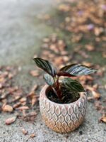 Zdjęcie rośliny Calathea Sanderiana, ujęcie 3