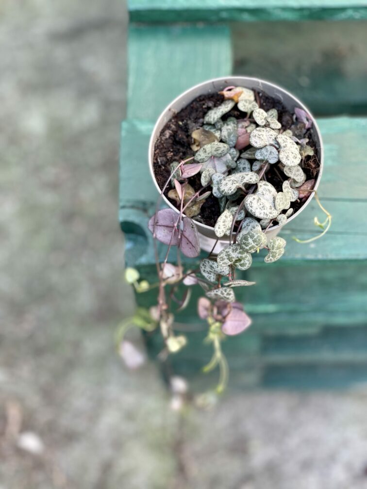 Zdjęcie rośliny Ceropegia woodi, ujęcie 4