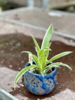 Zdjęcie rośliny Chlorophytum comosum Ocean (Zielistka), ujęcie 1