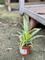 Zdjęcie rośliny Chlorophytum comosum Ocean (Zielistka), ujęcie 2