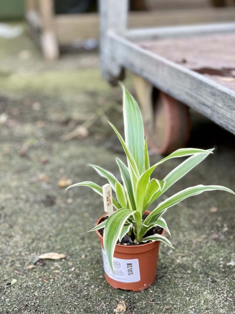 Zdjęcie rośliny Chlorophytum comosum Ocean (Zielistka), ujęcie 2