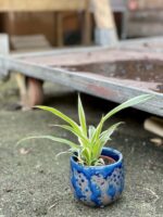 Zdjęcie rośliny Chlorophytum comosum Ocean (Zielistka), ujęcie 3