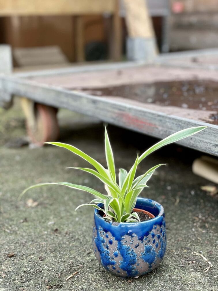 Zdjęcie rośliny Chlorophytum comosum Ocean (Zielistka), ujęcie 3