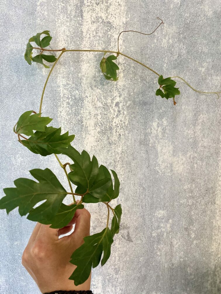 cissus-rhombifolia-sadzonka-szczytowa_1-1_1624289901.jpg Zdjęcie rośliny Cissus rhombifolia - sadzonka szczytowa, ujęcie 1