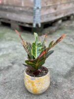 Zdjęcie rośliny Codiaeum variegatum Excellent, ujęcie 1