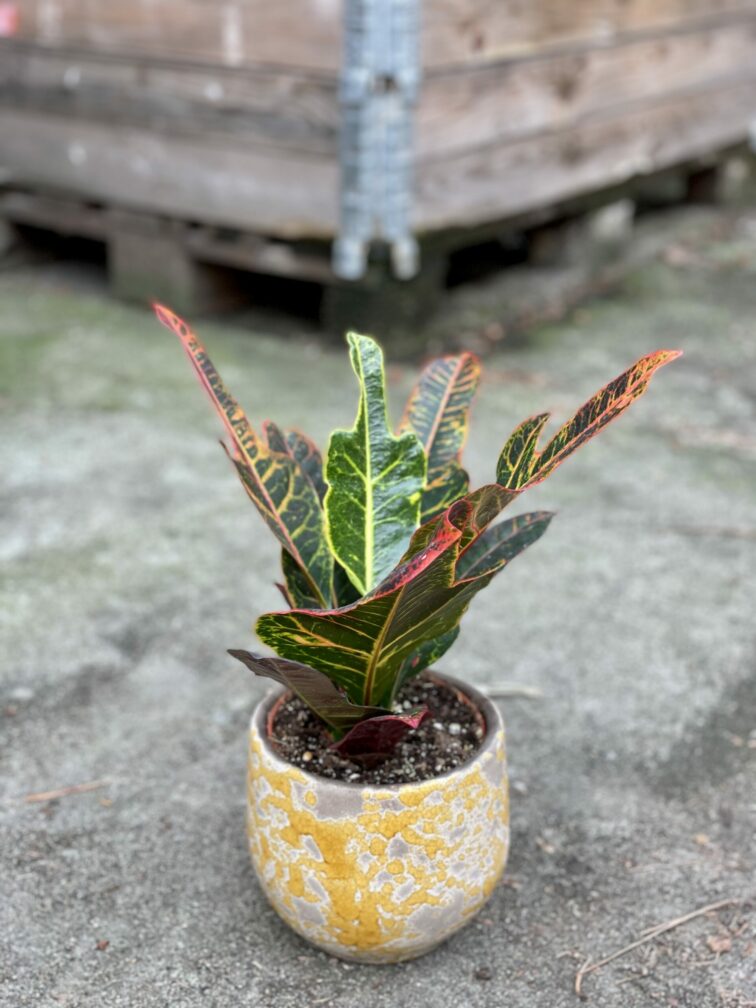 Zdjęcie rośliny Codiaeum variegatum Excellent, ujęcie 1