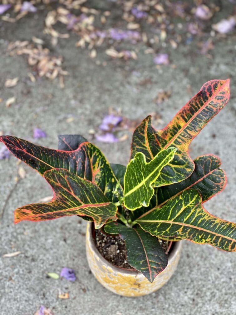 Zdjęcie rośliny Codiaeum variegatum Excellent, ujęcie 2