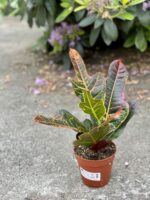 Zdjęcie rośliny Codiaeum variegatum Excellent, ujęcie 3