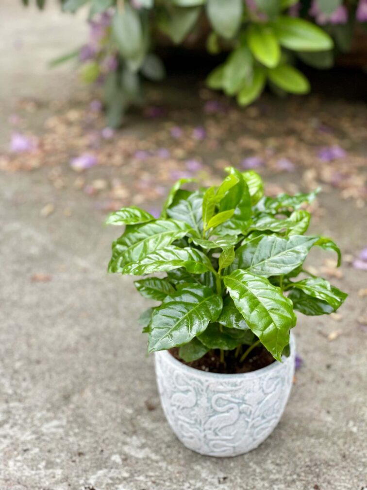 Zdjęcie rośliny Coffea arabica, ujęcie 1