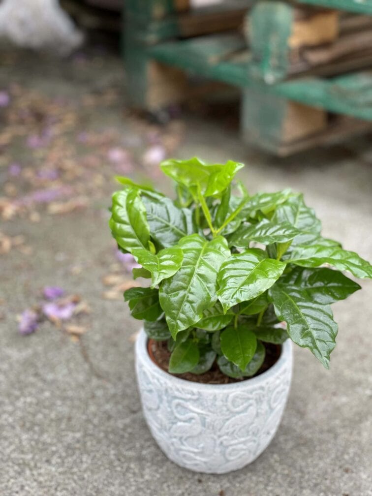 Zdjęcie rośliny Coffea arabica, ujęcie 2