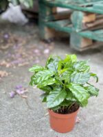 Zdjęcie rośliny Coffea arabica, ujęcie 3